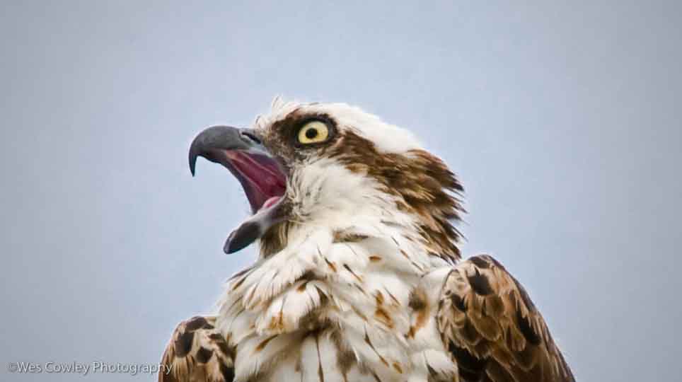 osprey-scream-1.jpg