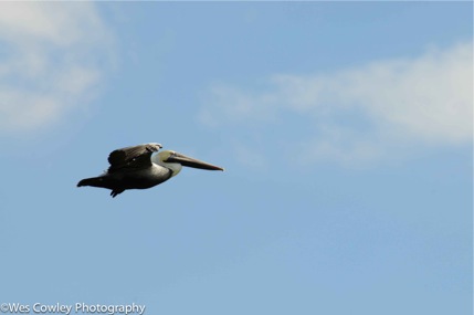 wpid-Pelicaninflight-2011-01-18-09-23.jpg