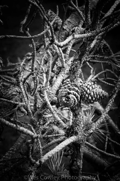 Astague pine cones