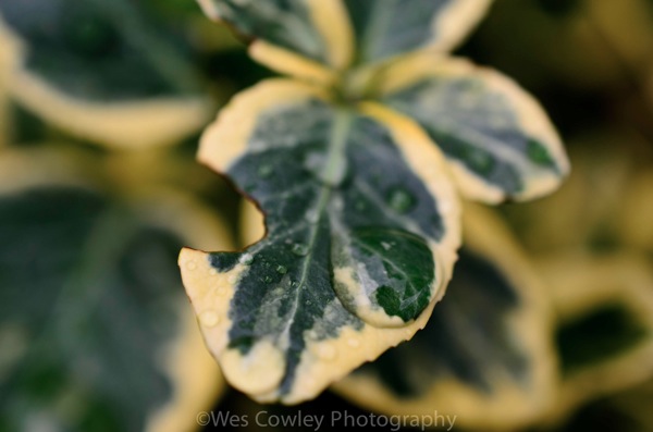 Water on leaf