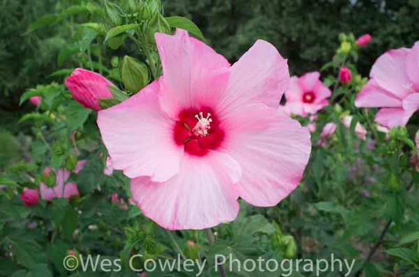 Pink hibiscus