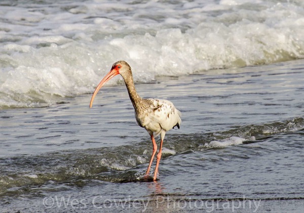 Molting White Ibis