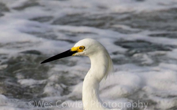 Snowy Egret Head Shot