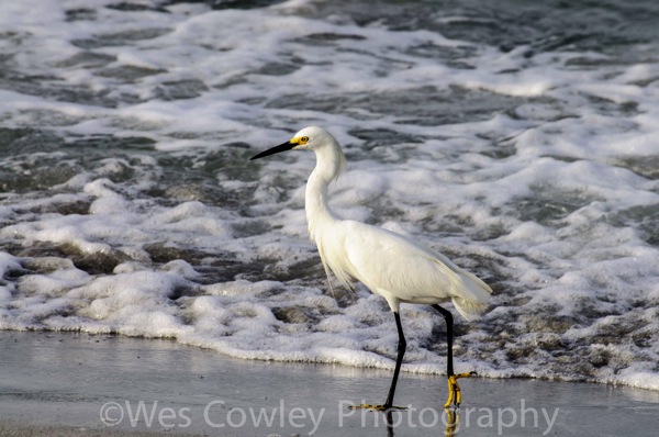 Snowy Egret