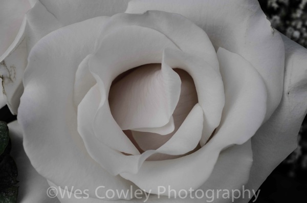 A white rose