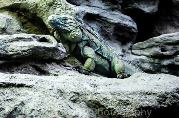 Blue iguana