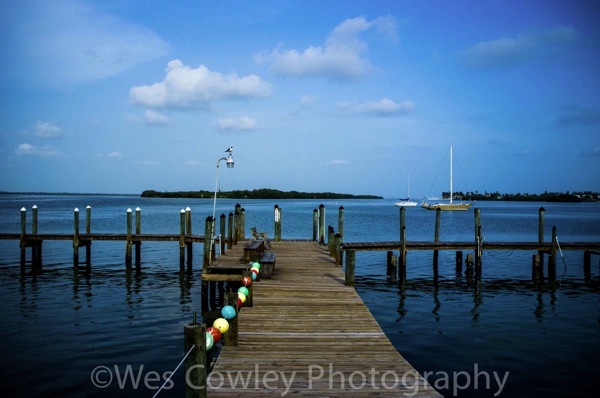 Gull on the dock