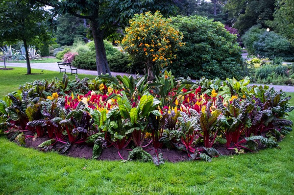 Flowers in Halifax gardens