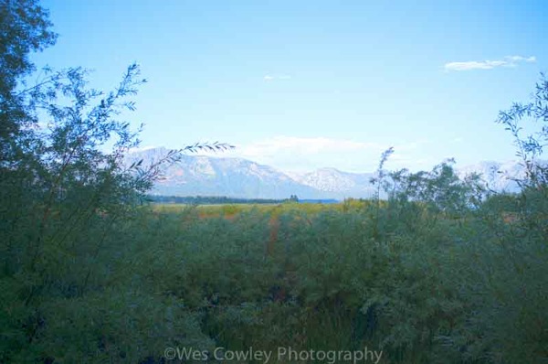 Lower truckee marsh through bushes hdr