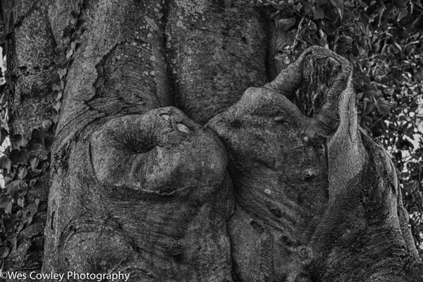 Beech tree knots hdr bw artistic