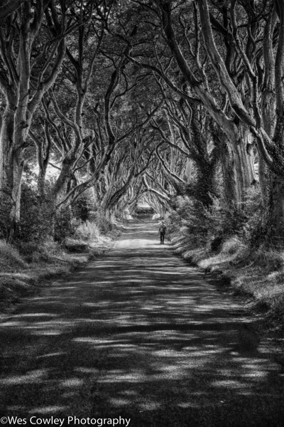 Dark hedges efex hdr bw