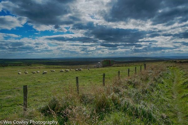 Pasture sheep and tractor