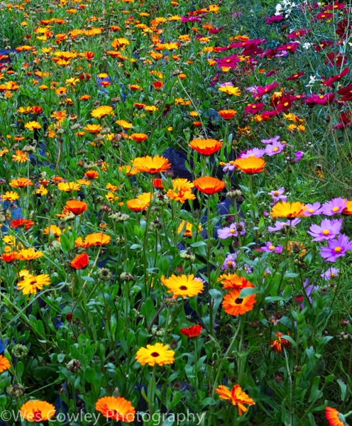 Glenveagh flowers