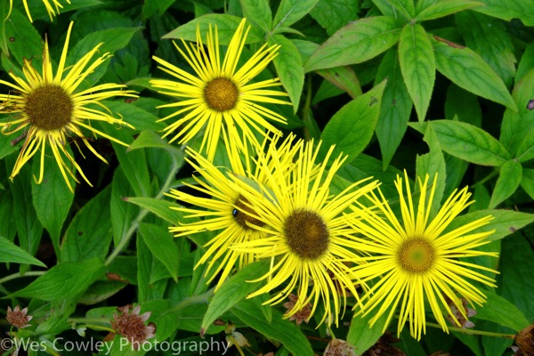 Yellow flowers